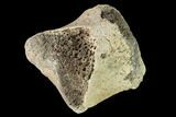 Fossil Hadrosaur Phalange - Alberta (Disposition #-) #143290-1